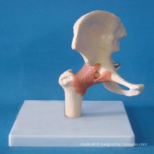 Human Skeleton Body Parts Anatomy Model for Medical Teaching (R020209)